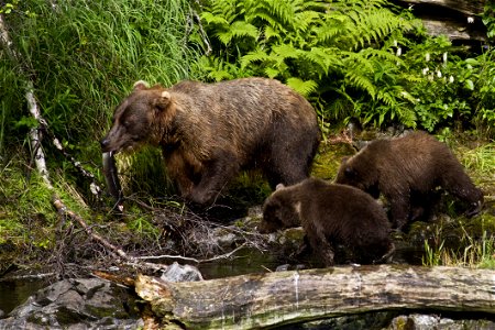 A brown bear sow prepares to share a fresh-caught salmon with her cubs near the confluence of the Kenai and Russian Rivers in Alaska. Interactions between bears and humans are a favorite topic of the 