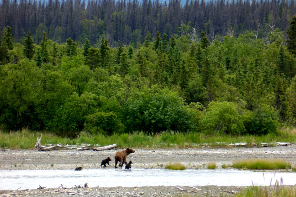 This is the first bear family with spring cubs (or cubs of the year) seen at Brooks Camp in 2014. Spring cub is the term used for a first year cub. These cubs were born last winter.