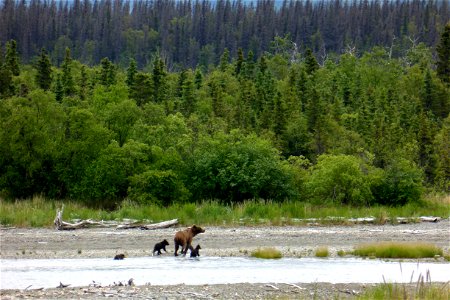 This is the first bear family with spring cubs (or cubs of the year) seen at Brooks Camp in 2014. Spring cub is the term used for a first year cub. These cubs were born last winter.