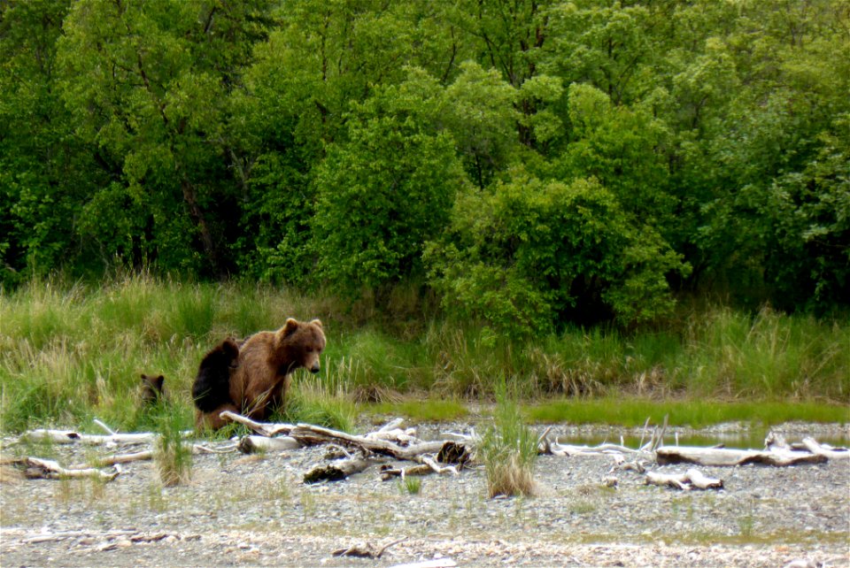 This is the first bear family with spring cubs (or cubs of the year) seen at Brooks Camp in 2014. Spring cub is the term used for a first year cub. These cubs were born last winter.