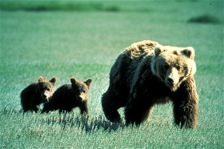 Mother grizzly with two cubs in Glacier National Park, Montana, United States photo