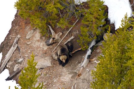 Scientists with the Interagency Grizzly Bear Study Team have seen the first female grizzly bear with cubs of the year for 2020 in Yellowstone National Park. The radio-collared female was seen with 3 c photo