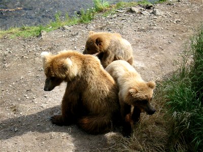 Katmai Sow and Cubs photo
