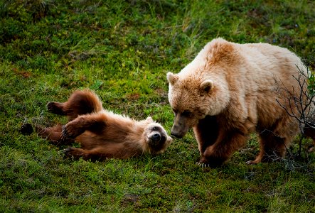 Sow & cub photo