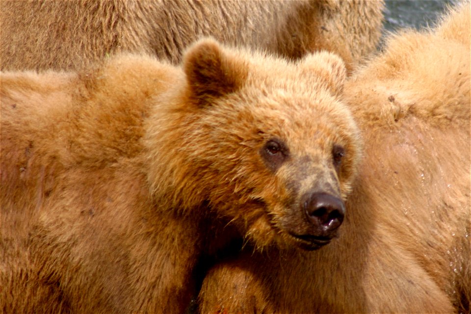 A Kodiak bear cub and mother in Kenai, Alaska.  I took this picture, edited it and uploaded it.  I release my rights to this image to the public domain.