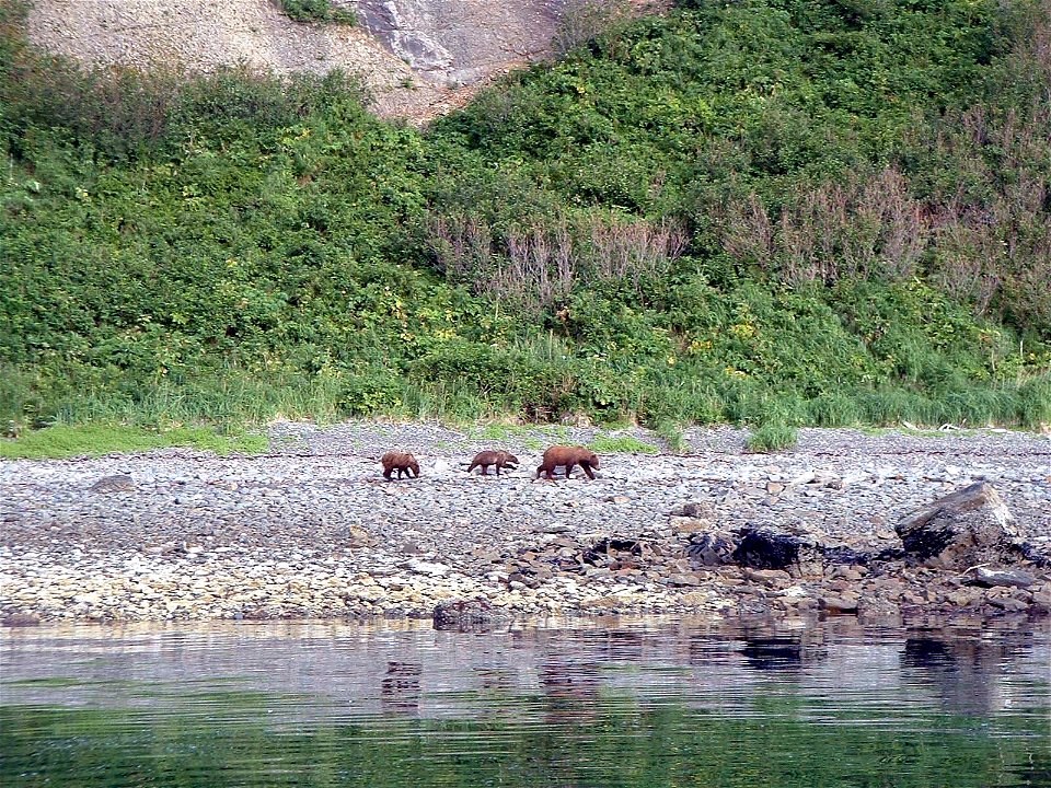 Mama bear with two cubs - Alaska brown bears - Ursus arctos.  Alaska.