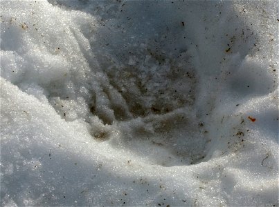 Footprint of brown bear (Ursus arctos). photo