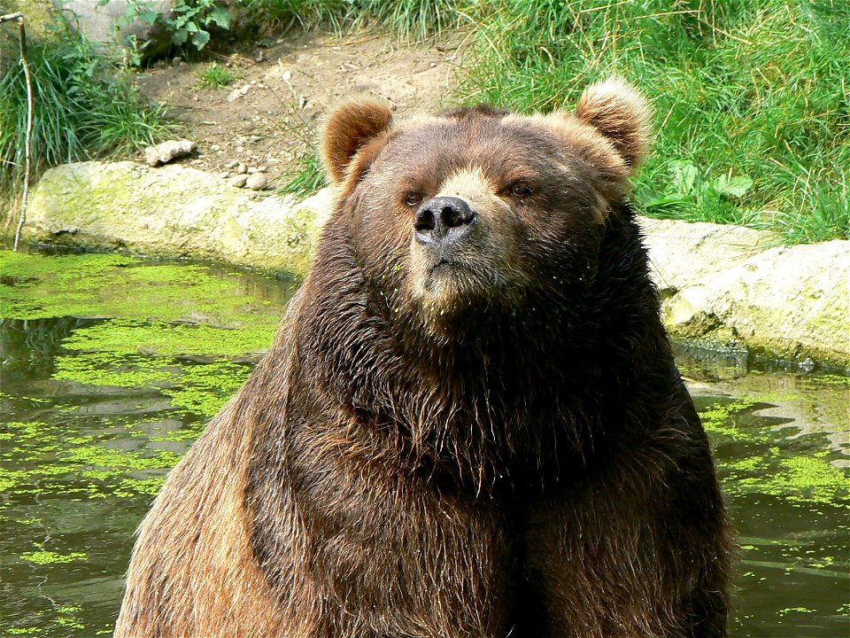 Ursus arctos middendorffi /kodiak bear/ Kodiakbär