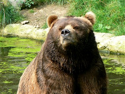 Ursus arctos middendorffi /kodiak bear/ Kodiakbär