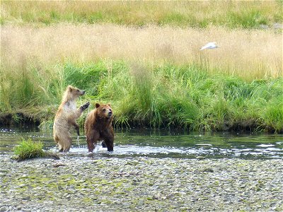 Kootznoowoo Wilderness, Admiralty Island, Tongass National Forest, Alaska. Forest Service photo by Don MacDougall.