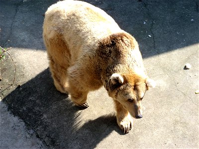 Image title: Brown bear
Image from Public domain images website, http://www.public-domain-image.com/full-image/fauna-animals-public-domain-images-pictures/bears-public-domain-images-pictures/brown-bea