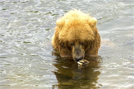 Image title: Close up a brown bear in the water
Image from Public domain images website, http://www.public-domain-image.com/full-image/fauna-animals-public-domain-images-pictures/bears-public-domain-i