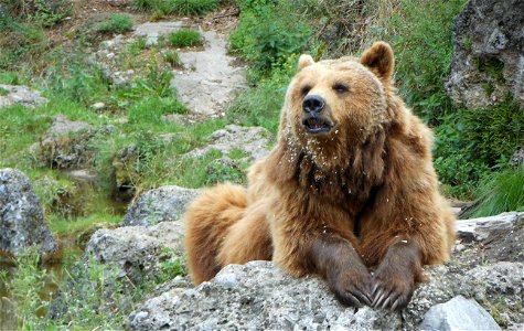A brown bear on a rock. photo