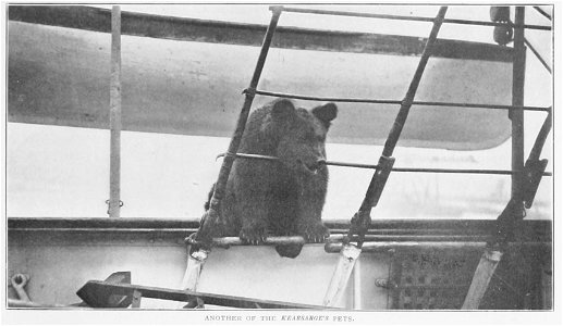 Photo of "Roosevelt", the USS Kearsage's bear mascot. photo