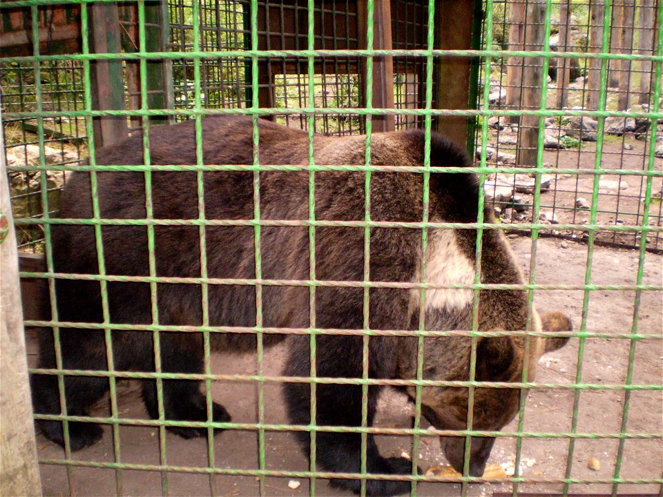 Oso en El Hosquillo