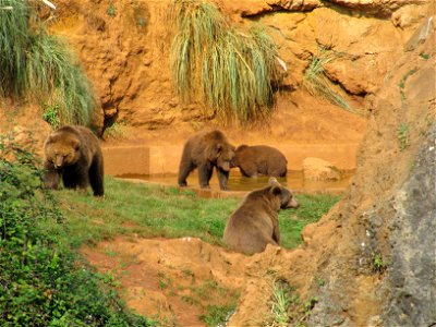 foto de osos en el parque de la naturaleza de cabarceno, Spain photo