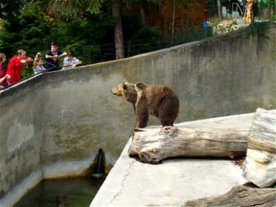 bear photo