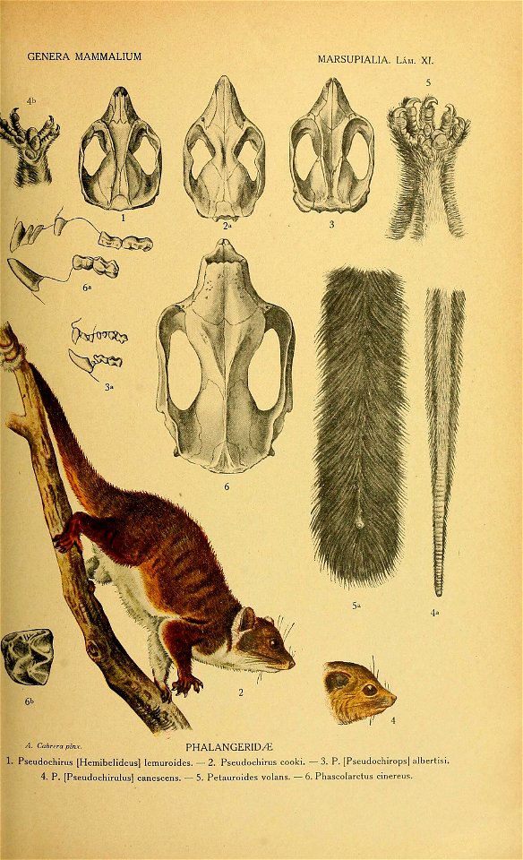 GENERA MAMMALIUM 
MARSUPIALIA. Lám. XI. 
5 
A. Cabrera pinx. PHALANGERID/E 
1. Pseudochirus .Hemibelideus. lemuroides. — 2. Pseudochirus cooki. — 3. P. .Pseudochirops. albertisi. 

4. P. .Pseudochirul