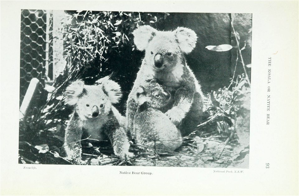 The animals of Australia : animals, reptiles and amphibians /