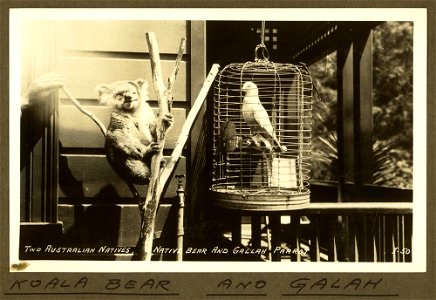 Galah and Koala on display, Mt. Isa, 1932 Description on the card reads : Two Australian natives, native bear and gallah parrot. photo