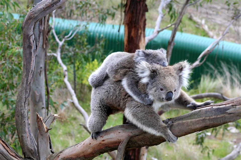 A koala female and her baby (joey). Koalas are found in coastal regions in eastern and southern Australia. Despite the fact they are sometimes incorrectly referred to as bears, koalas are actually mar
