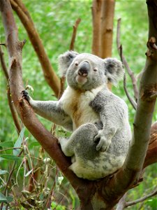 Koala in tree fork, Perth Zoo photo