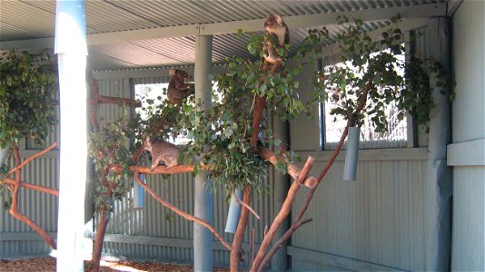 Koalas after return to Waterways Wildlife Park, Gunnedah, New South Wales