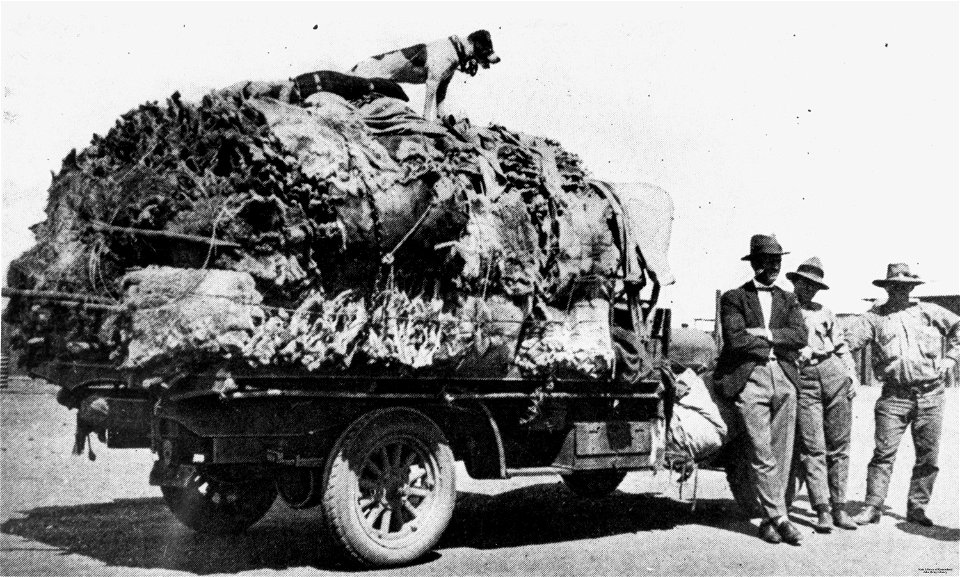 View of a truck load of 3600 koala skins which were obtained by a party of hunters in the Clermont area in thirty days, during the last open hunting season in Queensland, 1927. A dog stands on top of 
