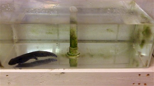 Cody Meshes assisted the Warm Springs Fish Technology Center by cleaning the salamander tanks. These salamanders are being used in reproduction and cryopreservation trials. 
usfwsyouthambassadors.word