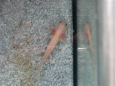 An axolotl in a quarantine aquarium, after an attack from another axolotl. The picture shows that its front legs were bitten off and are beggining to grow again.