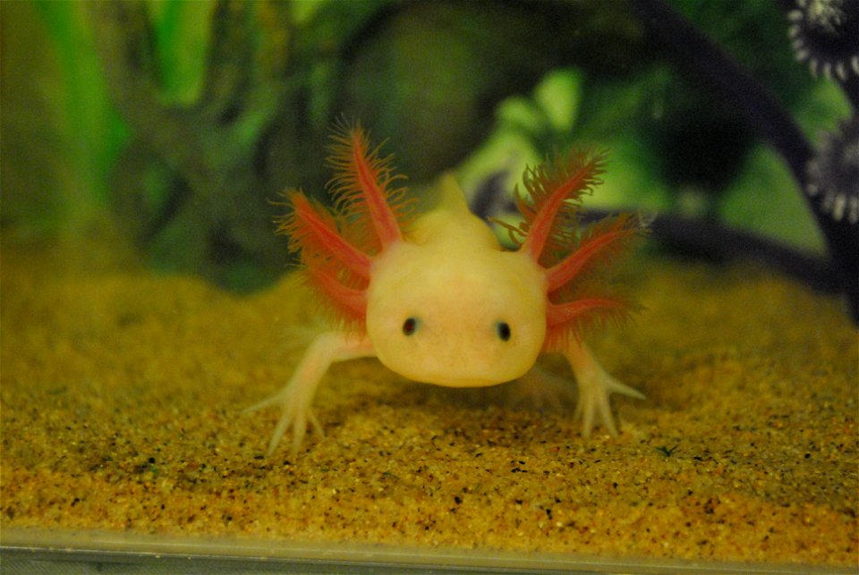 A leucistic axolotl in captivity
