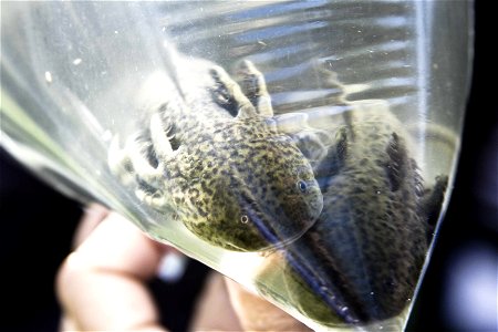 The Mexican government agency SEMARNAT preparing to release axolotls into Xochimilco's canals to restore the population.