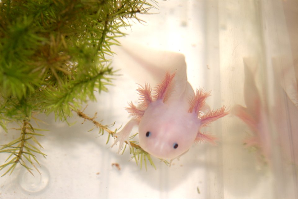 Axolotl(Ambystoma mexicanum)