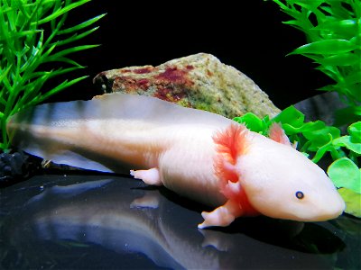 an Axolotl in COEX Aquarium