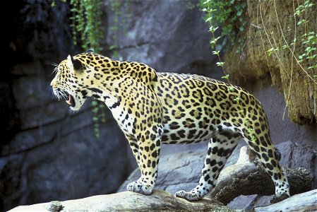 Jaguar photo