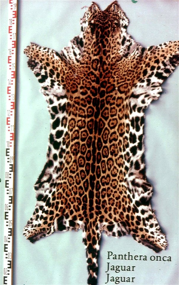 Jaguar skin (Panthera onca). Fur skin collection, Bundes-Pelzfachschule, Frankfurt/Main, Germany