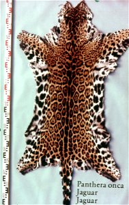 Jaguar skin (Panthera onca). Fur skin collection, Bundes-Pelzfachschule, Frankfurt/Main, Germany photo