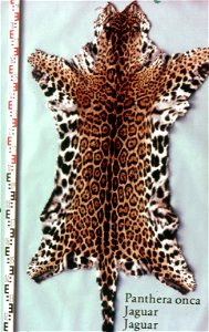Jaguar skin (Panthera onca). Fur skin collection, Bundes-Pelzfachschule, Frankfurt/Main, Germany