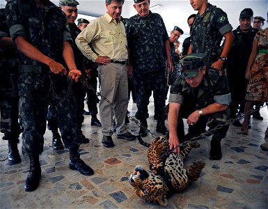 U.S. Navy Adm. Mike Mullen, chairman of the Joint Chiefs of Staff, pets the belly of a jaguar during a visit to Manaus, Brazil, March 2, 2009.