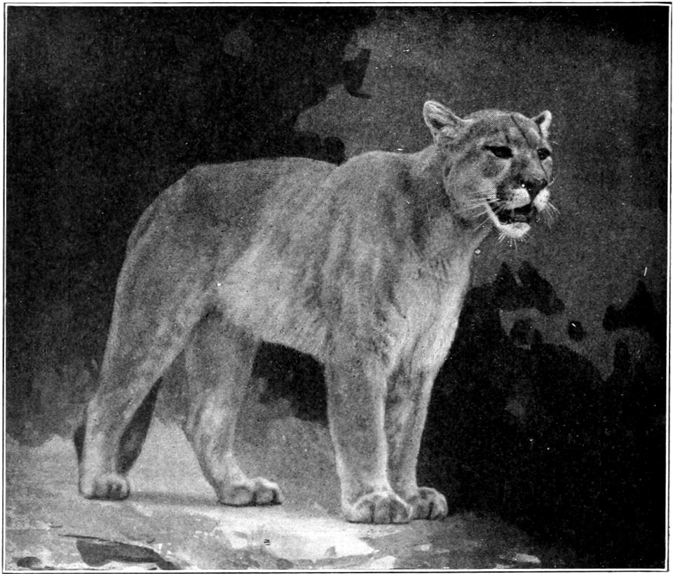 Fig. 85.—Puma or Mountain Lion (Felis concolor).