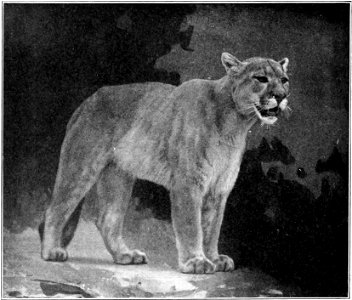 Fig. 85.—Puma or Mountain Lion (Felis concolor). photo