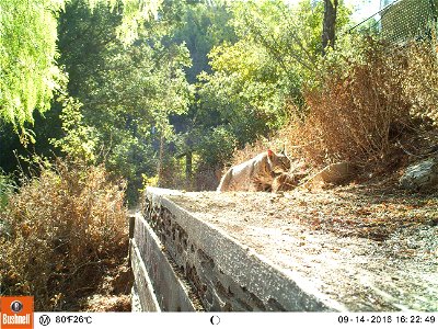 Topanga resident Karin Benson captured this photo of B-342, a few months after his capture and treatment. He is looking much healthier. Courtesy of Karin Benson photo