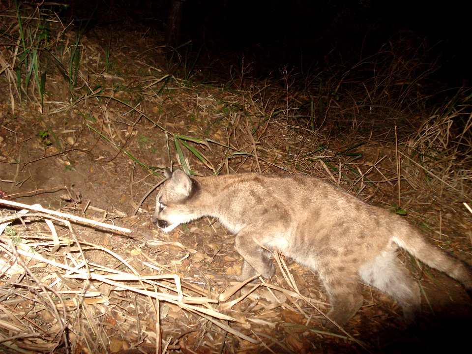 A young mountain lion in the Santa Monica Mountains. Interestingly, mountain lion kittens are born with spots, but they go away as they get older.