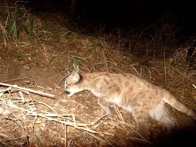 A young mountain lion in the Santa Monica Mountains. Interestingly, mountain lion kittens are born with spots, but they go away as they get older.