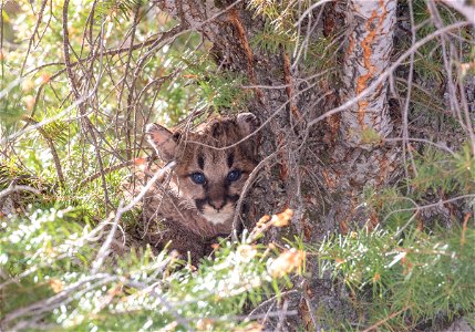 Cougar kitten in a tree