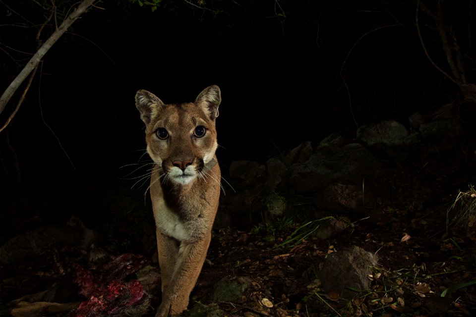 Mom! Courtesy of National Park Service photo