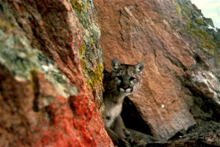 Image title: Mountain lion Image from Public domain images website, http://www.public-domain-image.com/full-image/fauna-animals-public-domain-images-pictures/lion-public-domain-images-pictures/mountai photo