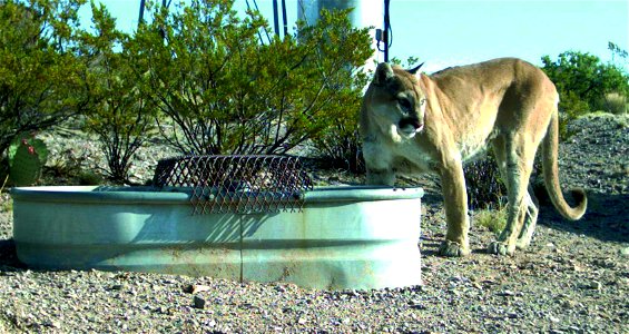 Image title: Mountain lion cougar animal in urban area puma concolor Image from Public domain images website, http://www.public-domain-image.com/full-image/fauna-animals-public-domain-images-pictures/ photo