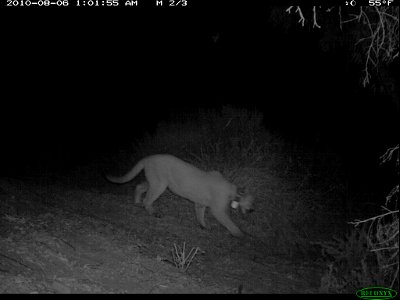 One of our collared mountain lions spotted near Mulholland Highway. photo