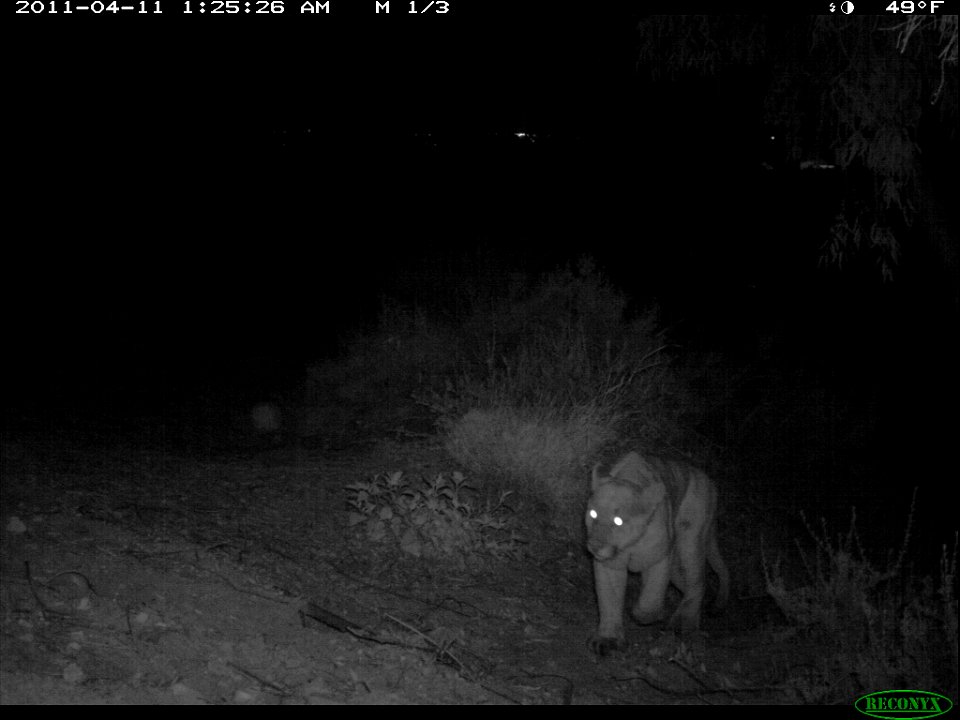 A mountain lion near Mulholland Highway.